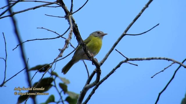 Ashy-headed Greenlet - Tarapoto, Northern Peru. смотреть онлайн