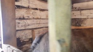 Породы  коров  в нашем  хозяйстве. Где мы приобрели наших коров.Каких вырастили сами!