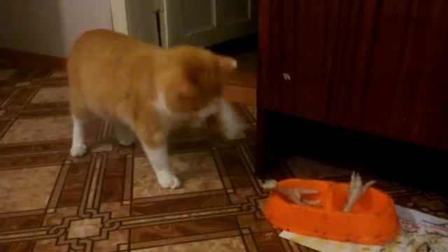 Кот Жора наказал горячие куриные лапки смотреть онлайн