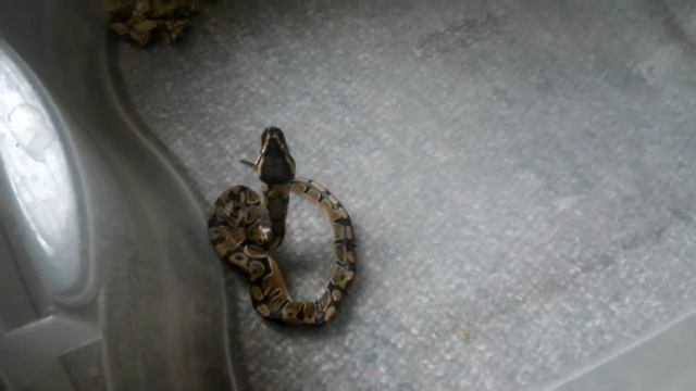 Feeding Snakes & Unexpected Assist Feeding Tutorial смотреть онлайн