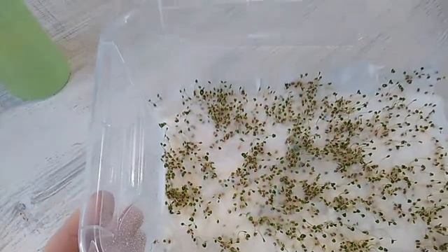 Проращиваем семена ЧИА ,богатые Омега-3 смотреть онлайн