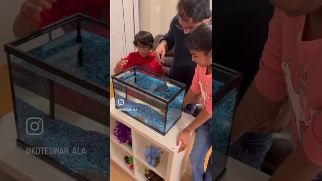 Fish tank setup #aquarium #fish #home смотреть онлайн