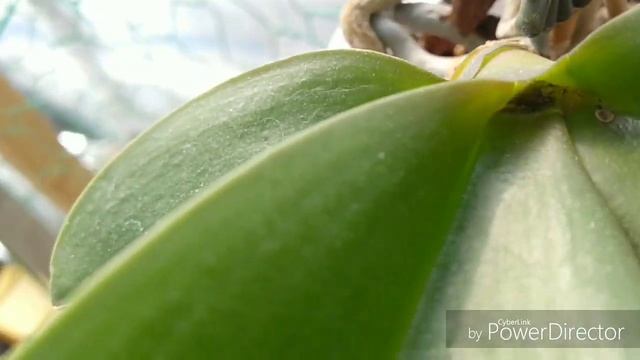 Вредители орхидей