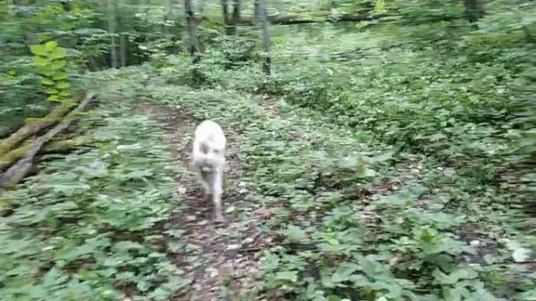 Дерматофития(дерматофитоз) у собаки Американская Акита.