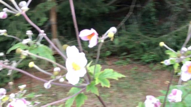 Anémone du Japon 'Anemone hupehensis var. Japonica' Fleurs en velours et étamines en or cousus. смотреть онлайн