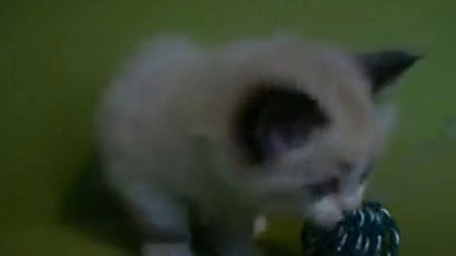 Seal Bicolor Ragdoll смотреть онлайн