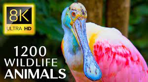 1200 НАЗВАНИЙ ЖИВОТНЫХ И ЗВУКОВ ЖИВОТНЫХ 8K ULTRA HD
1200 ANIMALS NAMES AND SOUNDS 8K ULTRA HD.mp4