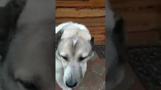 Где Роечка спрятал сушку? что же прячет алабай во рту? смотреть онлайн