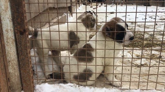САО, алабай, волкодав. Щенки в выгуле. +79157787787 смотреть онлайн