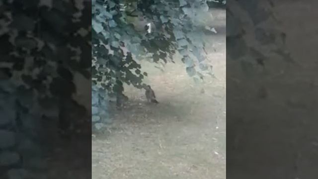 Сломано крыло ! отвезли в ветеренарку !молодым людям Спасибо