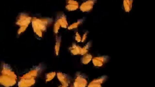 Бабочки Monarch.Футаж смотреть онлайн