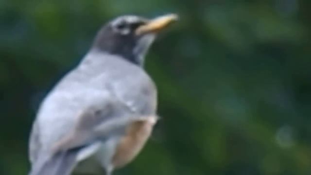 Nikon Coolpix L810 Video Zoom Test смотреть онлайн