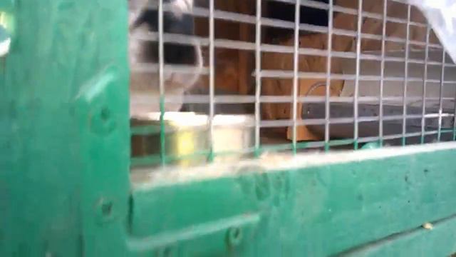 Дневной обзор + ВОПРОС загадка ! #кролики #куры #зима