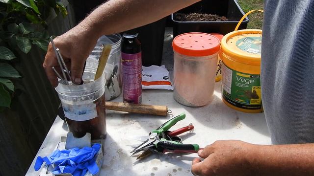 CYMBIDIUM ORCHID REPOTTING....... GETTING READY смотреть онлайн
