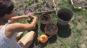 6 соток 2 июня 2024 года. Хроника.