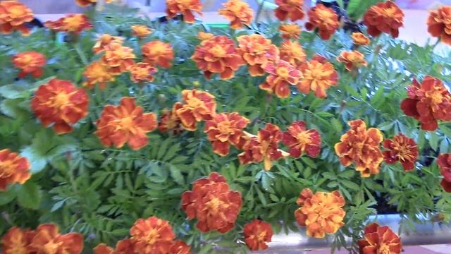 Уличные растения Бархатцы - выращивание дома смотреть онлайн