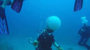 5 Самых ЯДОВИТЫХ рыб в мире! Рыба крылатка  Рыба фугу и др!