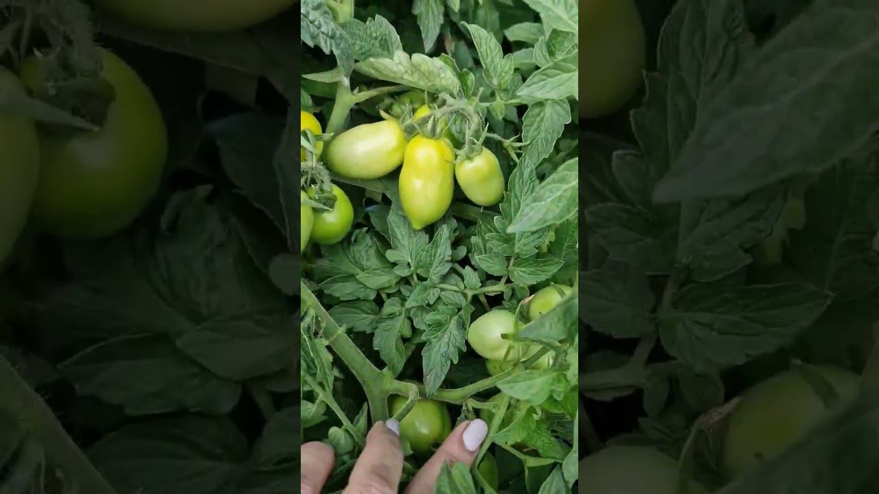 перехожу на другие томаты смотреть онлайн