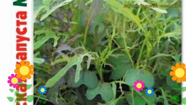 Капуста японская салатная Мицуна Ред. Краткий обзор, описание brassica oleracea Mitcuna Red смотреть онлайн