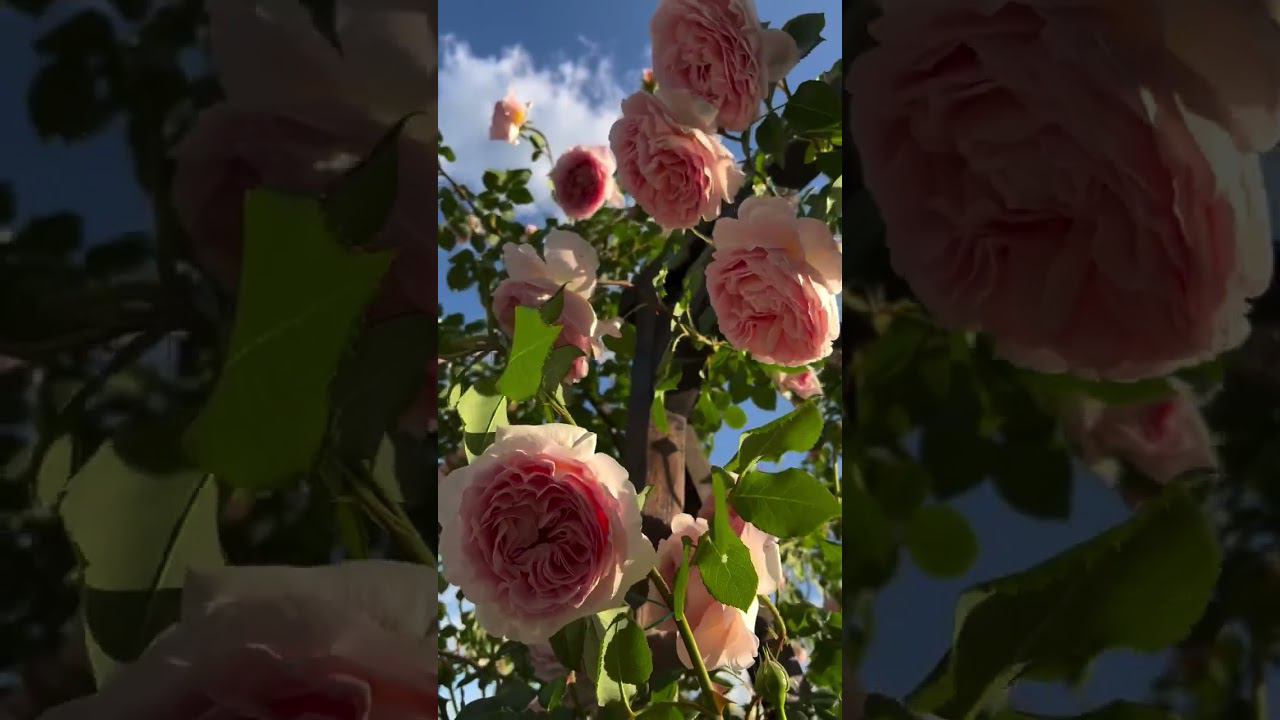 Пьер де Ронсар, rosebushes.ru смотреть онлайн