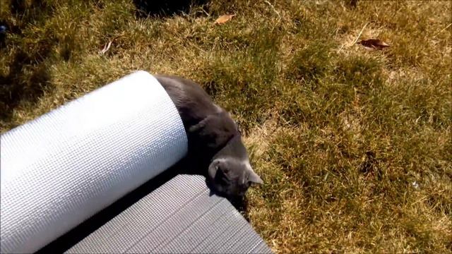 КОТ НА ПОВОДКЕ смотреть онлайн