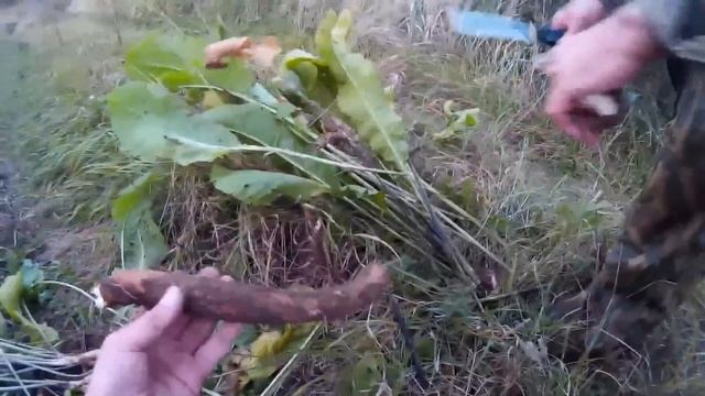 Осенняя сборка дикого хрена смотреть онлайн