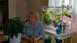 «Монгольский карлик Храмушиной» раннеспелый сорт