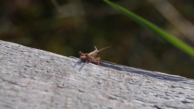 Макровидеокузнец