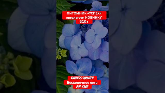 НОВИНКА БЕСКОНЕЧНОЕ ЛЕТО смотреть онлайн