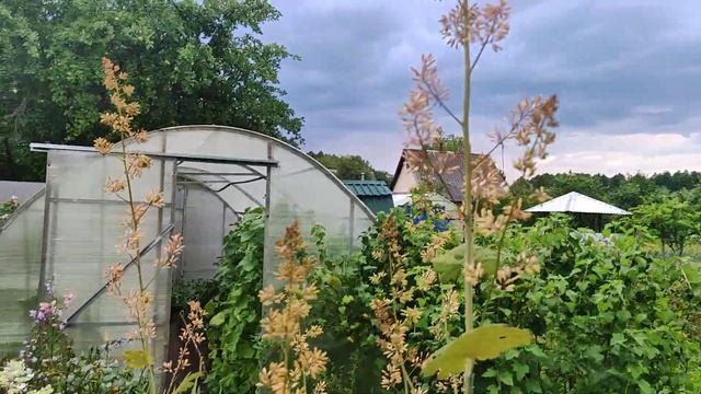 17 июля 2023г. Что цветет - лилейники и гортензии.#садсвоимируками #садыбеларуси#розы#красотасада смотреть онлайн