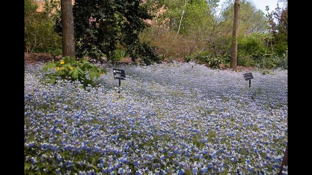 КОЛЛИНСИЯ (COLLINSIA) сем. Норичниковые смотреть онлайн