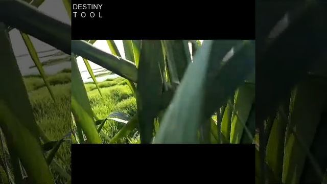 ОХОТА НА КАРАВАЙКА смотреть онлайн