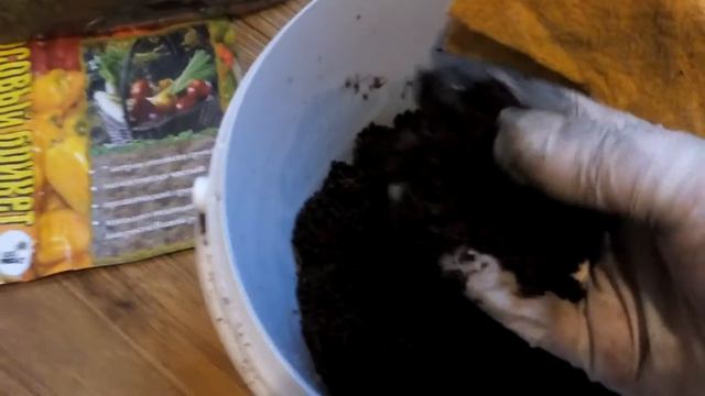 Земля для рассады. Пора сеять лук, сельдерей. Луна в Козероге, стареющая.