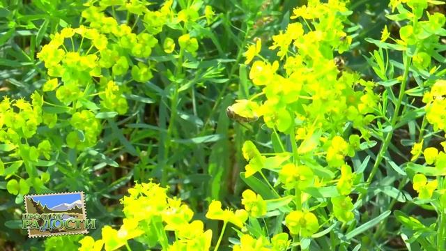 Если скучаешь по лету! Просто летний луг и работа наших пчел. смотреть онлайн