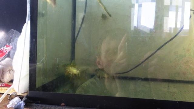 Коридорас Штерба. Corydoras sterbai смотреть онлайн