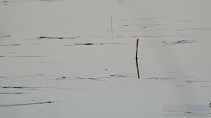 Ловля КАРАСЯ в начале июня на поплавок. Рыбалка на лесном озере.
