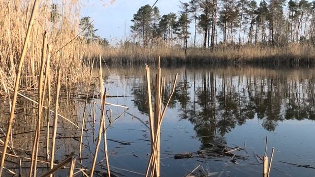 РЫБАЛКА на БОКОВОЙ КИВОК ЛЕЩИ кабаны смотреть онлайн