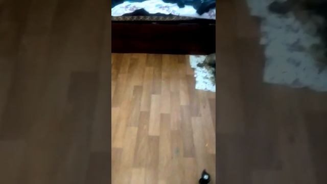 Западносибирская лайка Домашние животные Щенок и кот смотреть онлайн