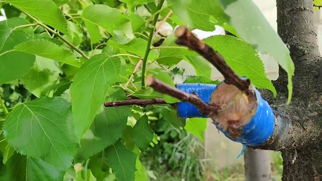 ПРИВИВКА в расщеп ПРИЖИЛАСЬ. Результат прививки. ЧТО делать дальше? КАК вести прививку дальше. смотреть онлайн