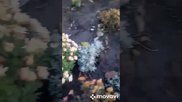 Зимовка хризантемы мультифлора смотреть онлайн