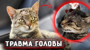 Кот с пробитой головой шел по улице. Подобрала и в клинику. Какой становится Вилли, прогресс на лицо