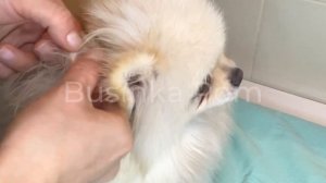 КАК РАСПУТАТЬ КОЛТУНЫ У ШПИЦА✨ UNTANGLING MATTED #POMERANIAN FUR