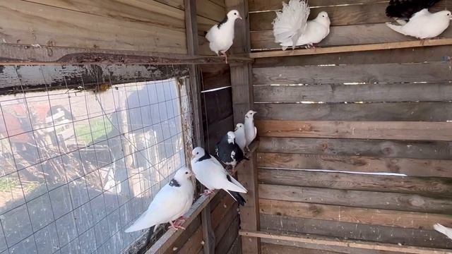 4 ЧАСТЬ: Продолжение строительства питомника. смотреть онлайн