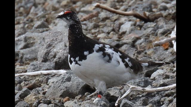 Mt.NORIKURA NAGANO【 Lagopus mutus】乗鞍岳（標高3,026m）　早春　雷鳥 смотреть онлайн