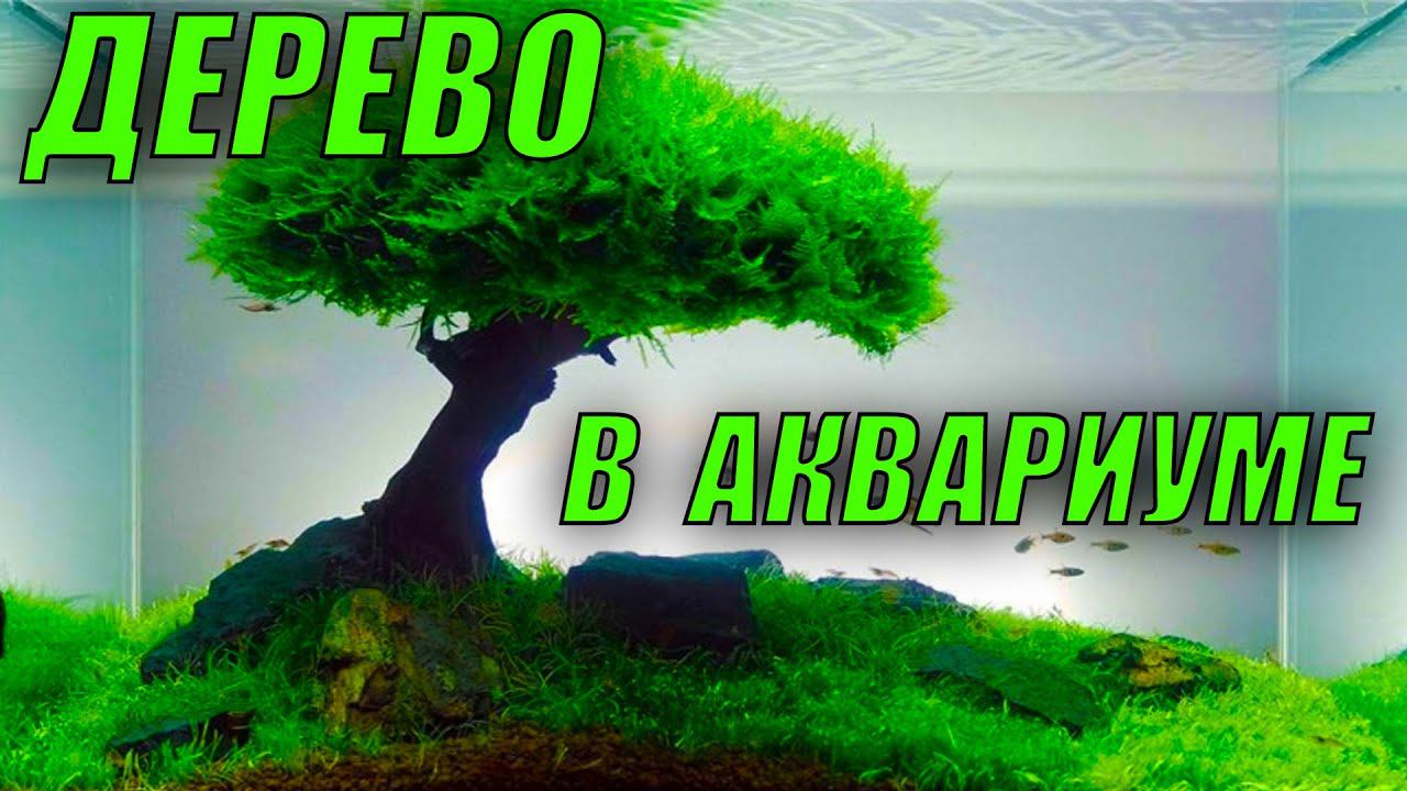 У МЕНЯ В АКВАРИУМЕ ВЫРОСЛО ДЕРЕВО! смотреть онлайн