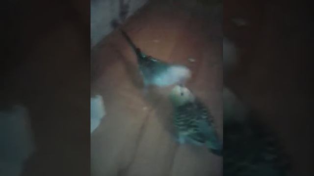 Как попугай кормит своего детёныша смотреть онлайн