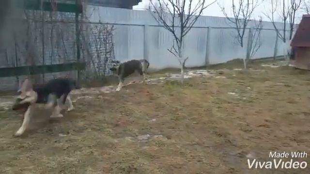 Щенки на продажу кобели смотреть онлайн