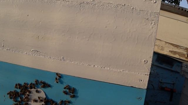 Пчелиное воровство. Кто виноват и как остановить? Пчеловодство для начинающих. смотреть онлайн