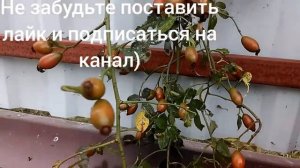 Заготовка семян шиповника.