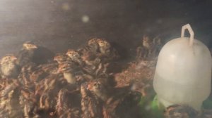 Перепела Эстонской породы 2-3 суток. Содержание, кормление и поение маленьких перепелят.